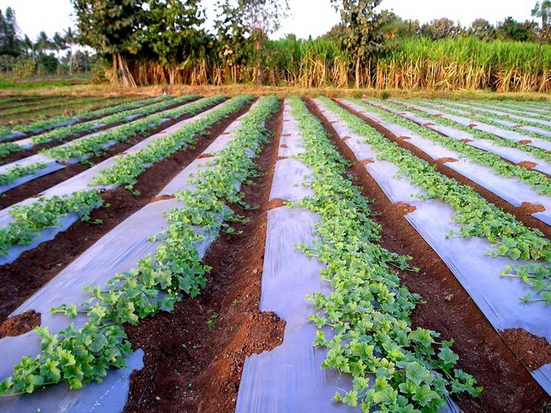 MULCHING (prata/preto)